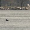 Update: Dolphin Spotted In East River Near 96th Street